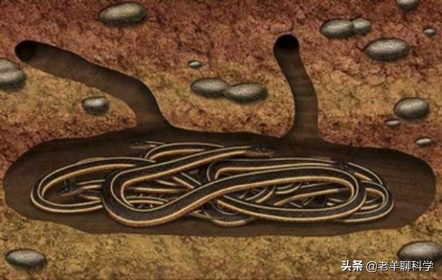 蛇是怎么冬眠的，蛇冬天怎么休眠（蛇在冬眠时“任鼠宰割”）