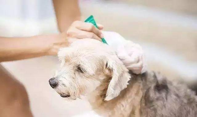 狗身上的跳蚤怎么去除，怎样除掉小狗身上的跳蚤（狗狗身上有跳蚤该怎么办）