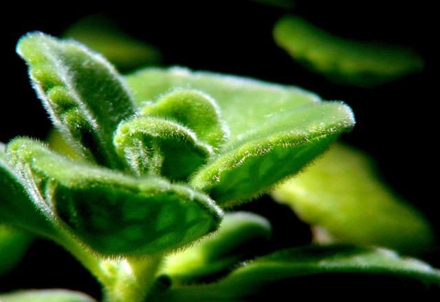 艾草能驱蚊子吗，艾草能驱蚊吗（蚊子不喜欢的3种花）