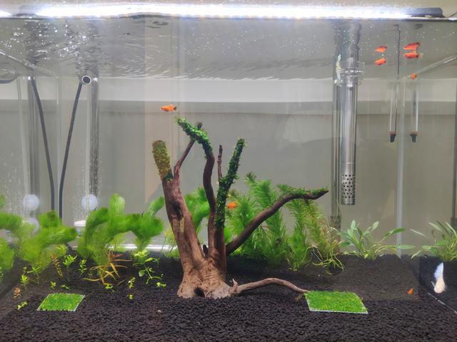 月亮鱼多少钱一条，月亮鱼的价格（预算不超200元，能不能养鱼）