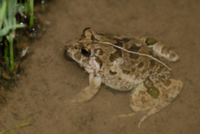 世界上有几种蛙类.，世界上有几种蛙类名字（赣南农村的几种常见青蛙）