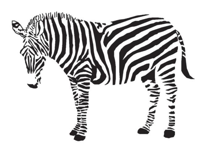斑马的特点和外形描述,斑马到底是黑底白条纹还是白底黑条纹-相术