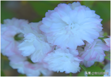 中国樱花有几个品种，中国樱花树品种（这81种樱花）