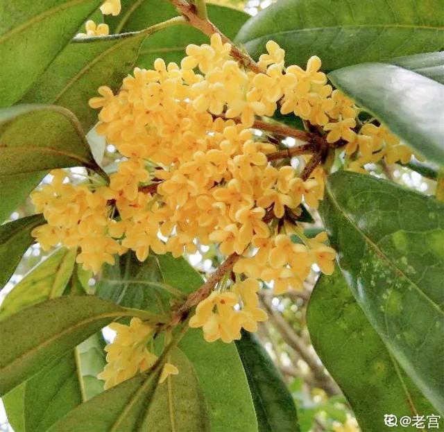 不锈钢盆可以放烤箱吗，烤箱里可以放不锈钢盆吗（10种花最养人）