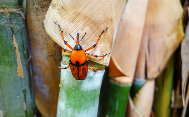 吃竹子的虫子叫什么-简短介绍，一种吃竹子的虫子是什么东西（这种害虫对竹子危害极大）