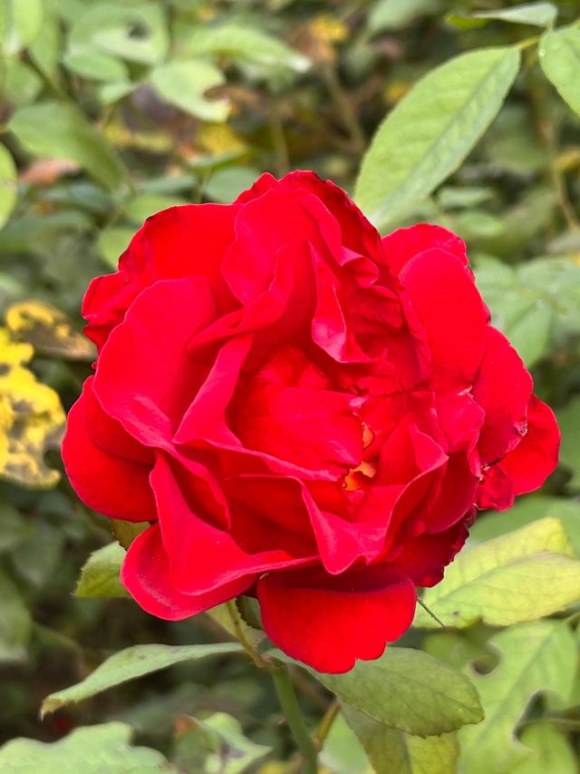 小区里的景色，小区里的景色真美呀（秋天里的小区美景图片）