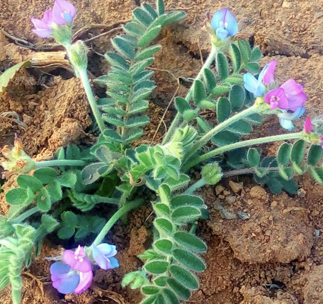 植物的六大器官，植物的六大器官思维导图（1种“小野草”价值高）