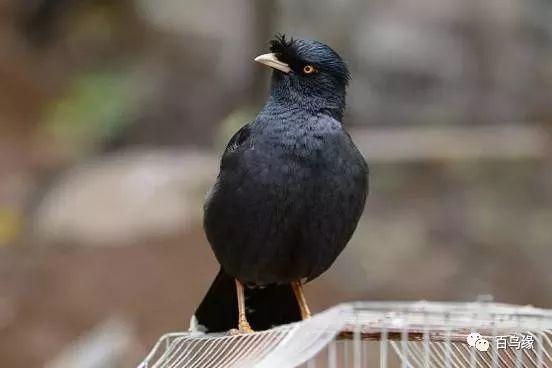 家八哥和鹩哥的区别，八哥与鹩哥常见问题解答