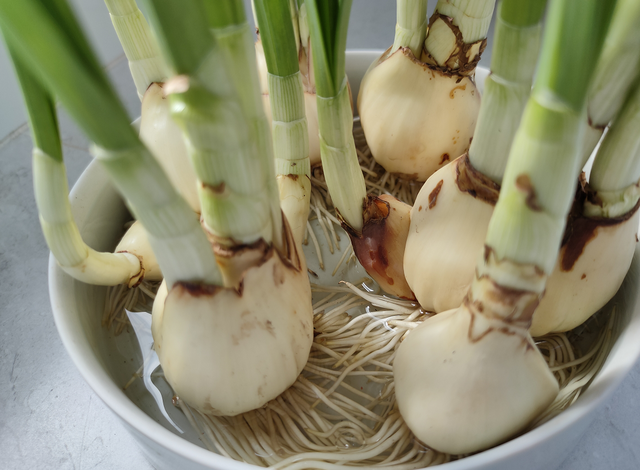 水仙花的养殖方法水培，水仙花的养殖方法水培施什么肥