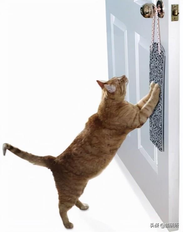 怎么防止猫咪抓沙发，怎么防止猫咪抓沙发跑（终于找到让猫咪不挠沙发的办法了）