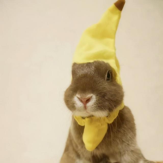 给小兔子怎么取名字，小兔子的名字怎么取（宠物兔的名字毛茸茸胖墩墩-可爱点）