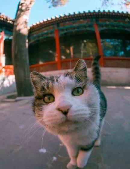 故宫最胆小御猫，我们只是惊呼是不够的