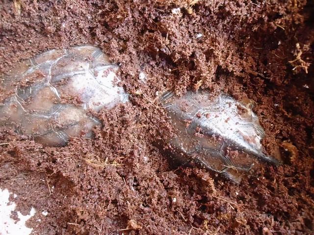 乌龟要冬眠吗，巴西乌龟要冬眠吗（你养的小乌龟究竟要不要冬眠）