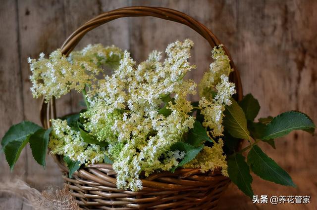 插花教程，学插花视频教学（插花入门的基本知识大全）