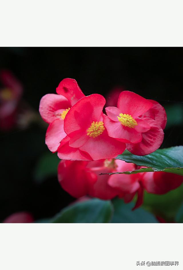 玻璃海象（玻璃海棠，这3个方法你用了吗（玻璃海棠长什么样）