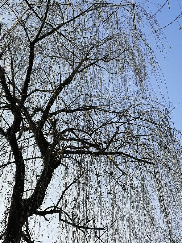 长长的柳枝像什么句子,什么的柳枝像什么的句子(杨柳依依,柳条如丝)