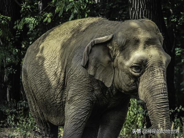 大象的耳朵有什么作用，大象耳朵的作用和特点（大象的耳朵除了听觉）