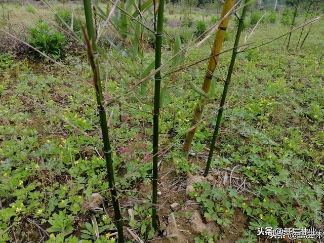 竹子的种植方法，这样栽竹子栽一棵活一棵而且出笋快