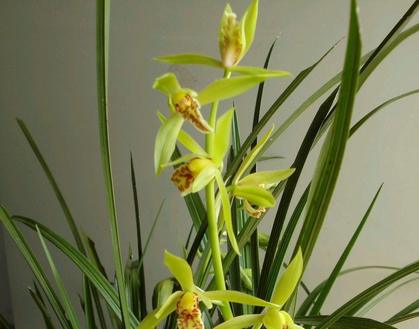 惠兰消苞图片(惠兰消苞什么样)-柯彬网