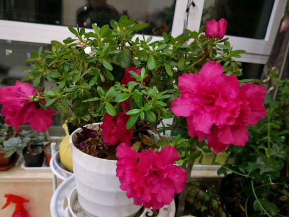 映山红是杜鹃花吗，映山红是不是杜鹃花（这3个原因，看看你中了哪一个）