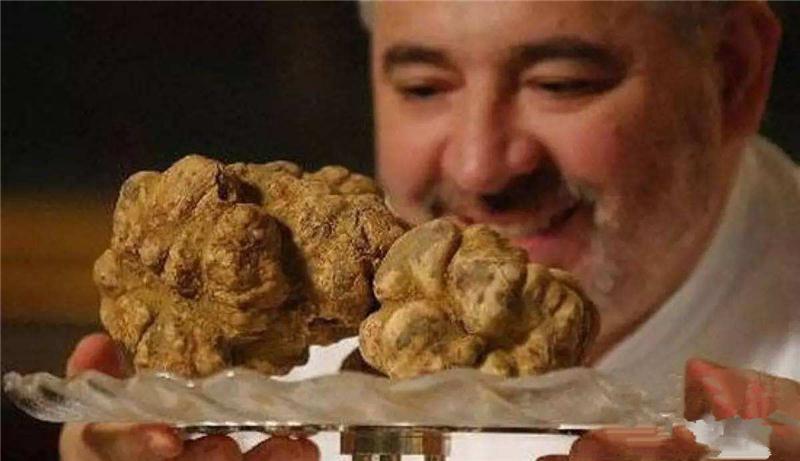 世界上最昂贵的食材：须带着猎狗 松露寻找技巧经验
