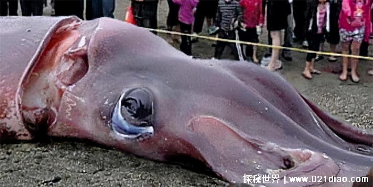 深海巨兽对决：大王酸浆鱿与体型更庞大的大王乌贼谁主沉浮？