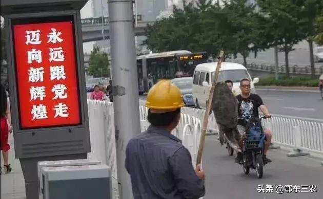 团鱼多少钱一斤市场价，野生团鱼多少钱一斤（一只四五斤要600元贵吗）