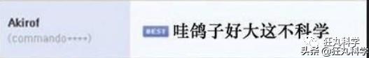 鸽子为什么这么大，鸽子为什么那么大是什么梗（鸽子为什么可以和人一样大）