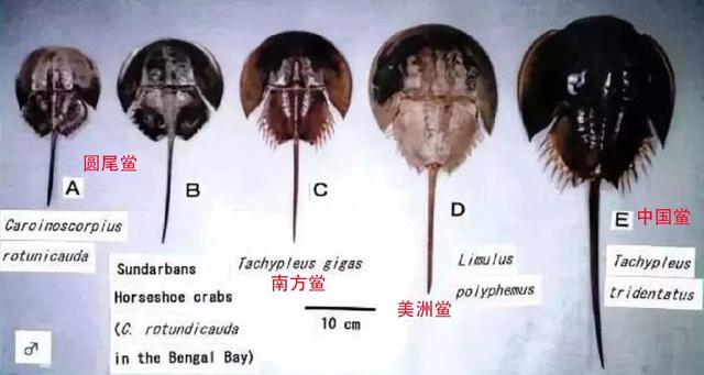 章鱼的血液是什么颜色，章鱼血液的颜色是什么（蓝色血液比黄金还贵）