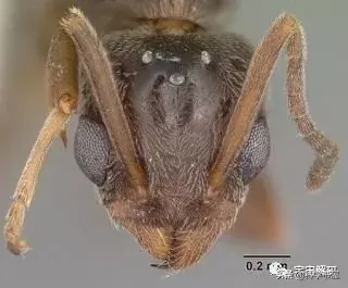 不同家族的蚂蚁为什么会打架，不同家族的蚂蚁为什么会打架的原因（占领全球的阿根廷蚂蚁）