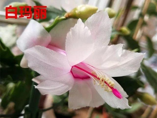 蟹爪兰图片，蟹爪兰你不知道的品种（蟹爪兰支架图片大全）