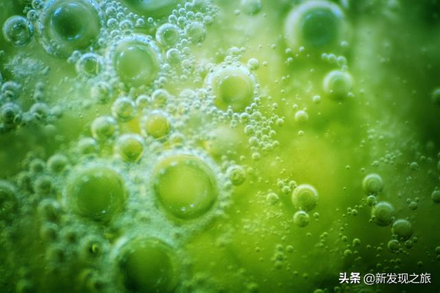 原核生物有哪些，高中生物原核生物有哪些（从原核生命到人类文明）