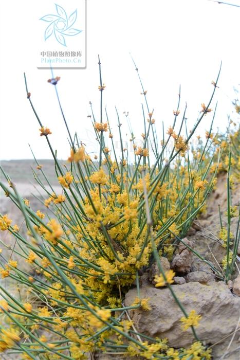 本草图经作者是谁，《本草图经》的作者（芎藭 蘼蕪 藁本）