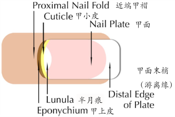 染发剂弄到指甲上怎么洗掉，手上搞到染发剂怎么办（看完这篇，纤纤玉手不是梦）