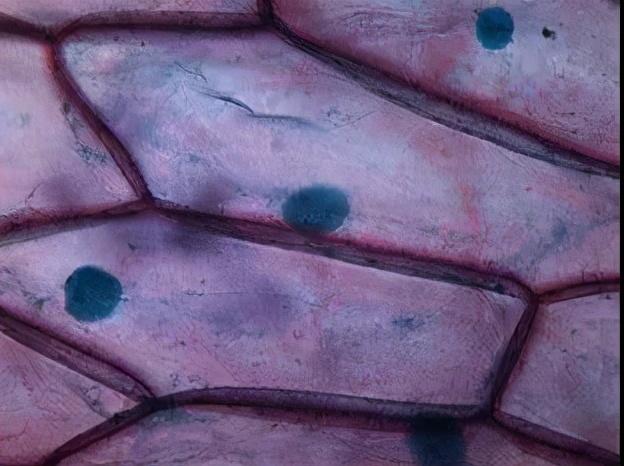 猪肉检疫章各种颜色代表什么，猪肉印章大全图解（猪肉为什么有的盖蓝章有的盖红章）