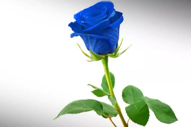 各种玫瑰花的含义，各色的玫瑰花有什么含意（一篇文章认全花店必备80种玫瑰花）