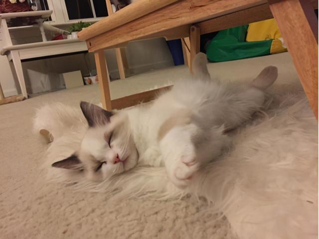 猫咪掉毛怎么解决，猫咪掉毛严重应该怎么办（猫咪掉毛怎么办）