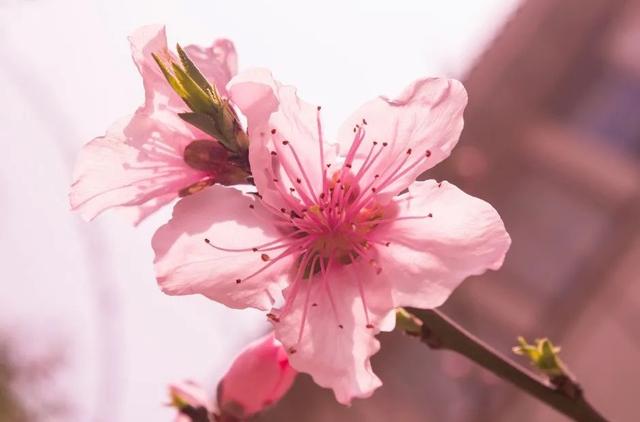 花柄花梗茎的区别，花梗和花茎的区别（一树一树的花花花花花花开）