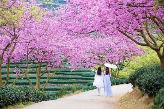 樱花是什么颜色，樱花有哪些品种和颜色（早樱、晚樱、垂枝樱、云南樱简介）
