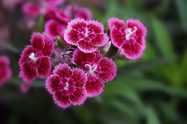 花诗歌，花之歌的作者是谁（50种花卉配50首古诗）