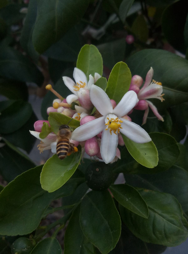 perfume组合，如何评价Perfume香水组合（家里养组合香水花）