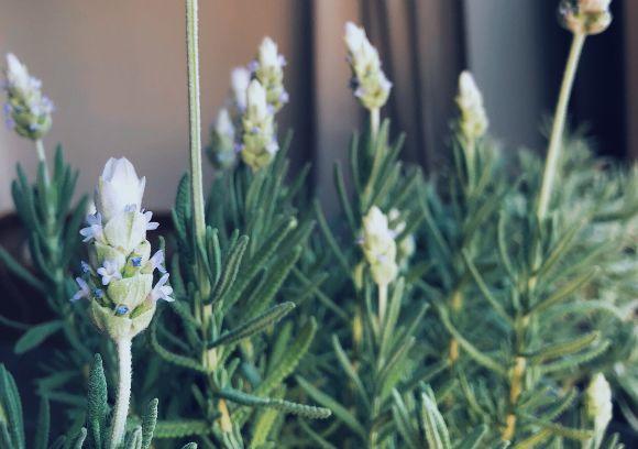 观音莲的花语，观音菩萨与莲花的寓意（守护你的小幸福）