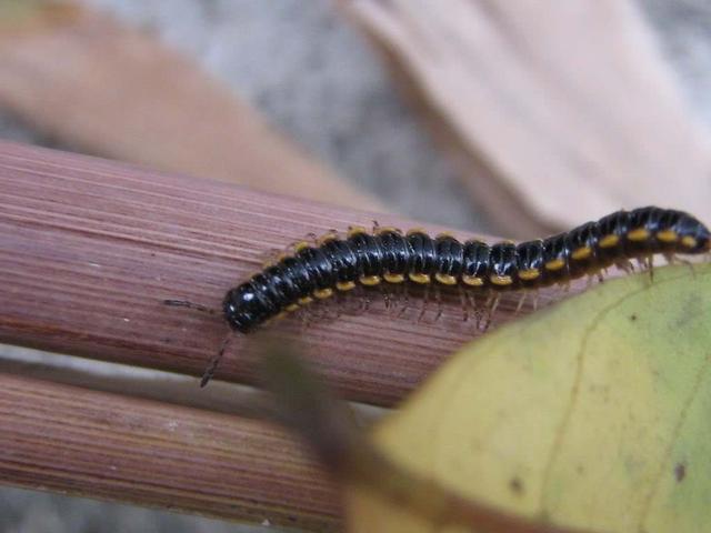 铺地蜈蚣盆景怎么养，铺地蜈蚣盆景叶子干枯（山上长出“铺地蜈蚣”）