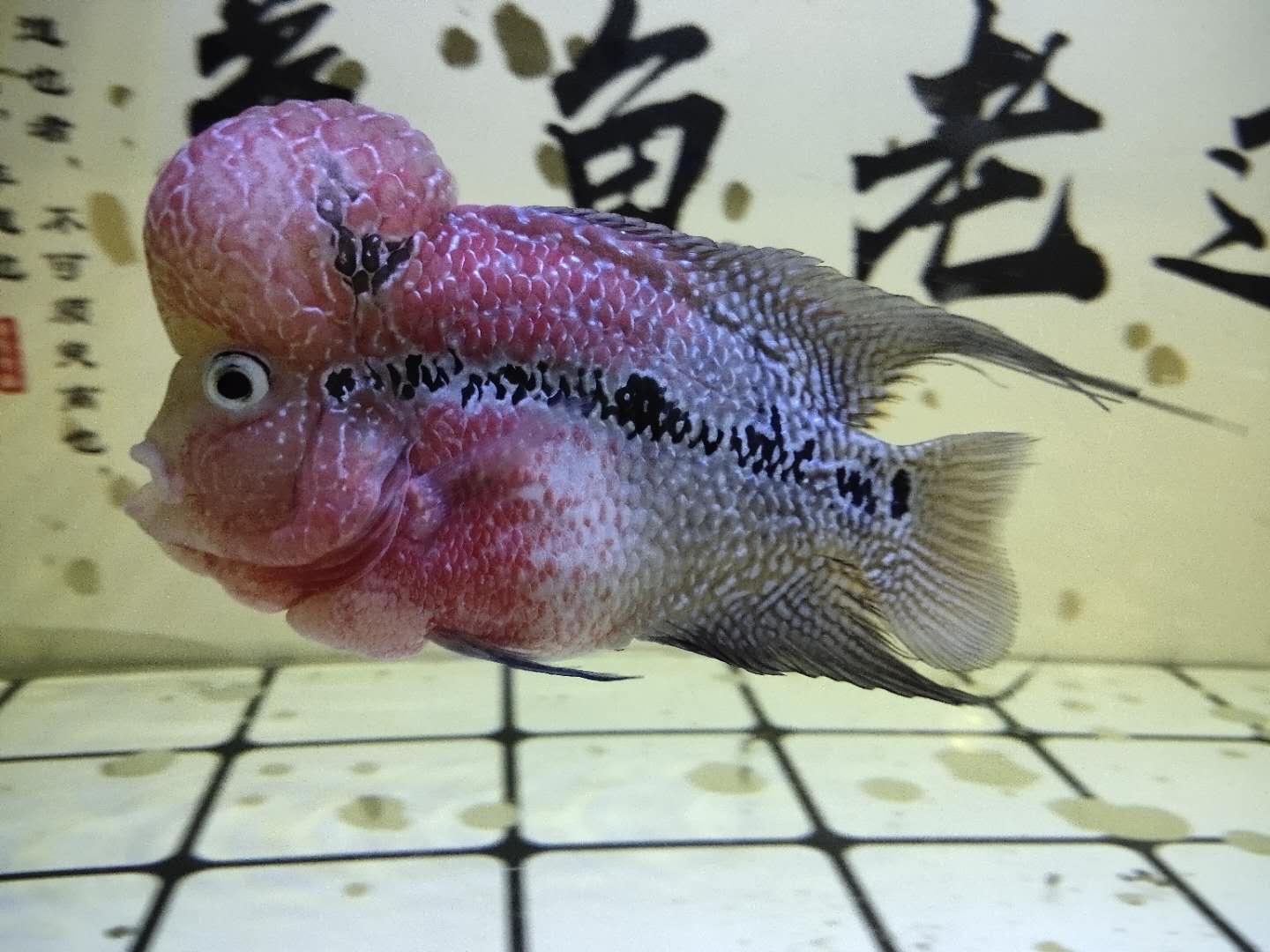 想要第一时间快速解决掉罗汉鱼的压抑问题,水质,高温,不喂食