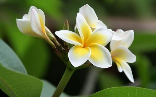 鸡蛋花怎么做，鸡蛋花的作用（鸡蛋开花挂满树梢）