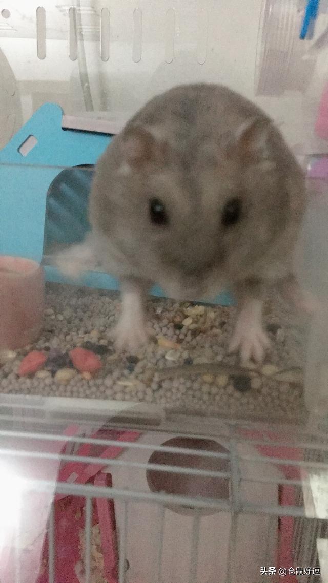 仓鼠可以吃瓜子吗，人吃的瓜子仓鼠能吃吗（小仓鼠应不应该多吃瓜子和面包虫呢）