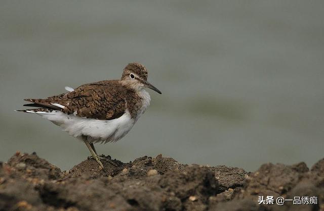 一个东一个鸟怎么读，一个东一个鸟怎么念（见过好多鸟名生僻字）