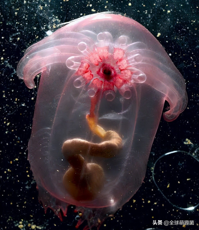 海底生物圖片大全,海底生物圖片(40張深海生物的圖片)