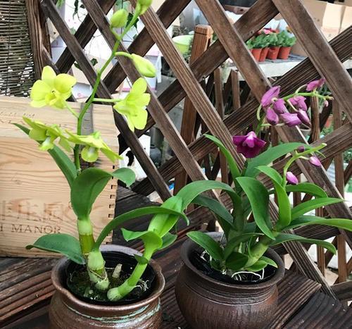 石斛兰，当成盆景观赏也不错（石斛兰的养殖方法）