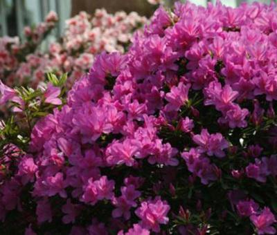 杜鹃花的别名叫什么，杜鹃花的又名叫什么（杜鹃花怎么播种）